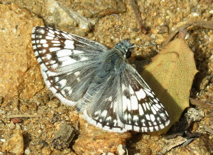 Grizzled Skipper